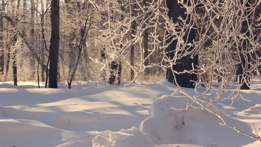 冬树枝上风霜冬季雪覆盖森林视频