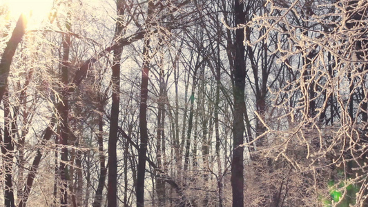 冻树冬森林阳光照耀着满是雪的树枝视频
