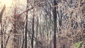 冻树冬森林阳光照耀着满是雪的树枝30秒视频