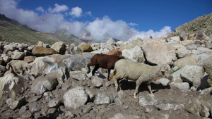 山谷山区山羊13秒视频