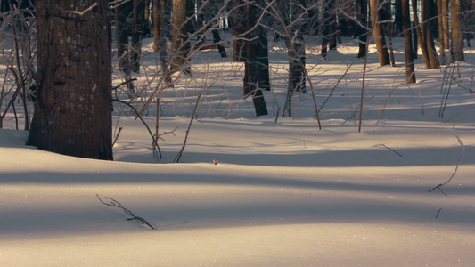 冬季的雪覆盖森林冬季的雪背景森林的全景视频