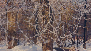 冬天公园里结了冰的树白霜中的树冬季背景18秒视频