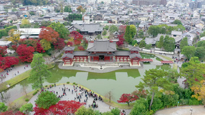有秋叶的寺庙乌吉市京都雅潘35秒视频