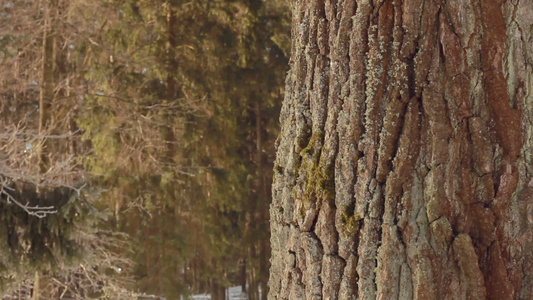 冬天的橡树冬季森林中的一棵树特写镜头树干树皮视频