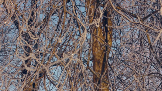 白霜中的树冻树冬季森林树枝上的白霜视频