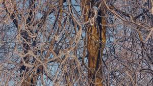 白霜中的树冻树冬季森林树枝上的白霜23秒视频