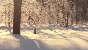 冬树阳光在树枝上闪耀树干冬季森林冬景26秒视频