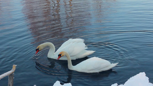 两只白天鹅靠近雪覆盖河岸的冬天湖鹅夫妇11秒视频