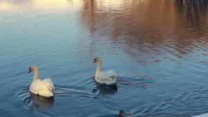 白天鹅在阳光下和鸭在湖中游泳天鹅在蓝水中30秒视频