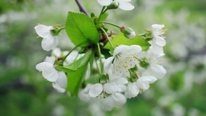 春樱桃树上花朵白16秒视频