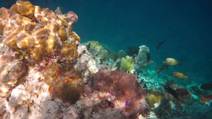 咸水鱼鳕鱼海底世界12秒视频