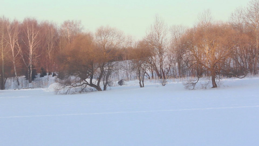 雪田冬季风景树上的阳光冬季仙境视频