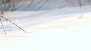 雪中的干植物草冬季雪覆盖田上干草21秒视频