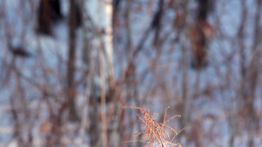 冬季自然森林中的干燥植物冬季草和树枝视频
