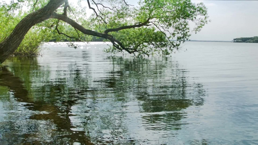 平静湖上的绿树视频