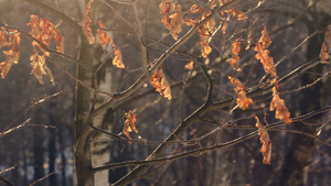 秋林的树上有干叶很少有干叶秋橡树上很少有干叶16秒视频