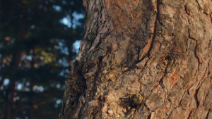 松树的树干松树皮特写镜头春天森林里的松树28秒视频
