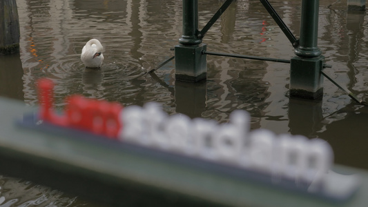 水中的白天鹅和我的Amsterdam口号视频
