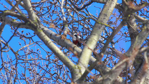 树上的鸟蓝天前盛开的柳树春天树上的鸟30秒视频