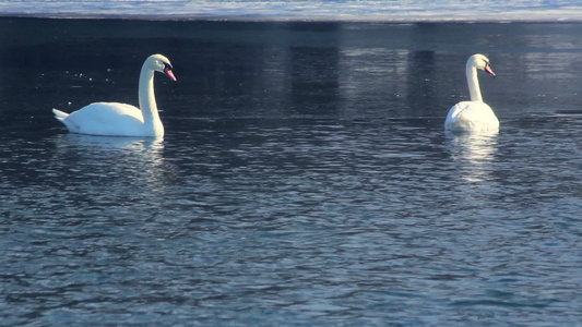 白天鹅在冰冻湖上游泳鸟在冰面附近的蓝水上视频