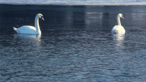 白天鹅在冰冻湖上游泳鸟在冰面附近的蓝水上18秒视频