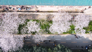 春天三月樱花季古建筑樱花盛开4k素材64秒视频