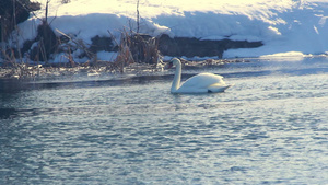 白天鹅在阳光下鸟冷水中游泳雪覆盖河岸16秒视频