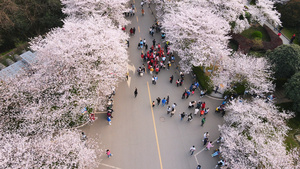 三月春天樱花季街景人流4k素材57秒视频