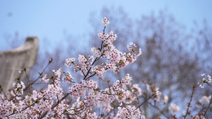 春天春季花季花期樱花季盛开的樱花树4k素材50秒视频