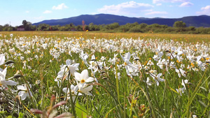 春天水仙花在田野里盛开生长在山附近的水仙花13秒视频