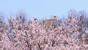 三月春季春天樱花季盛开的樱花树4k素材45秒视频
