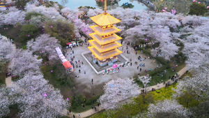 三月春天樱花季日式古建筑下欣赏盛开樱花的人群4k素材66秒视频