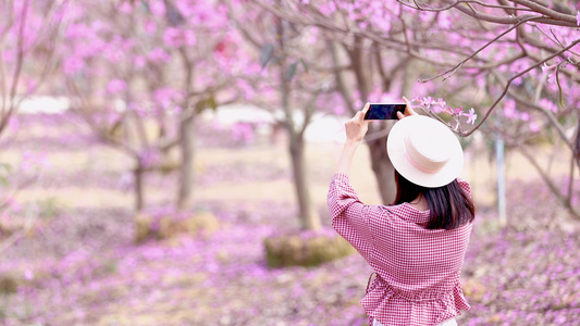 4K实拍春游园林玩耍紫花风铃花网红打卡视频