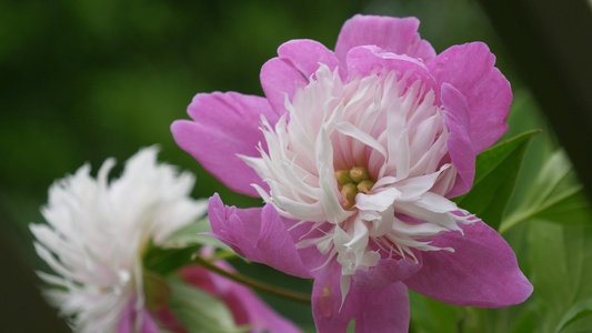 芍药月季牡丹4K花朵合集视频