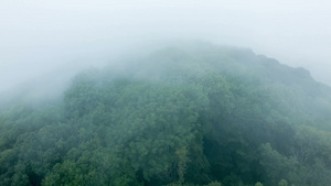 延时森林树上的云层24秒视频