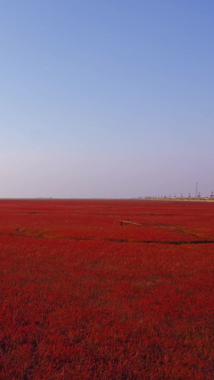 辽宁盘锦市红海滩国家风景廊道5A级风景区湿地碱蓬草28秒视频