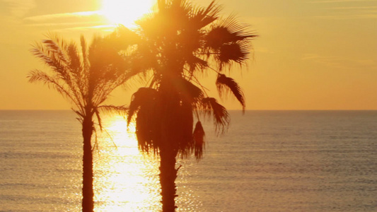 热带海滩全景观赏棕榈树视频