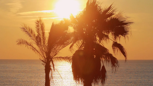 夕阳下的棕榈树视频