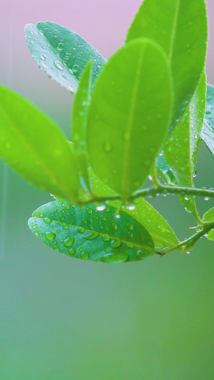 植物叶子暴雨天气素材18秒视频