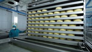 技术学家监测奶酪制造工艺16秒视频