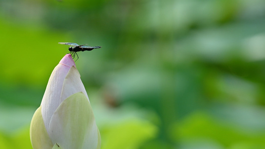 夏日荷花花朵上的蜻蜒视频