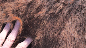 农夫手抓着棕色温血高级马的背部和肩膀毛皮上的污垢和32秒视频