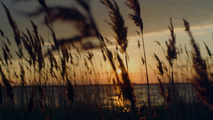 海滩美丽黄昏自然地平线日落芦苇荡15秒视频