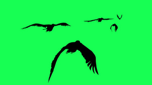 绿屏幕上的飞鹰滑翔和拍击3D动画短片12秒视频