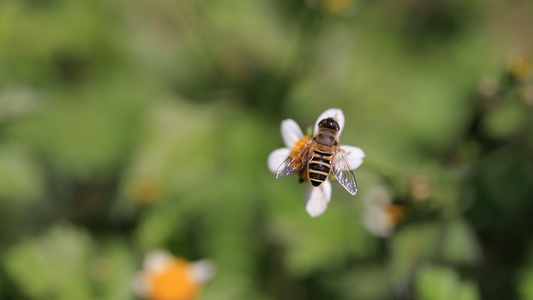 花儿与蜜蜂视频