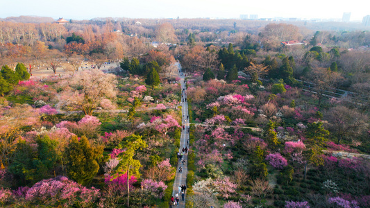 4k航拍南京梅花山梅花春游视频