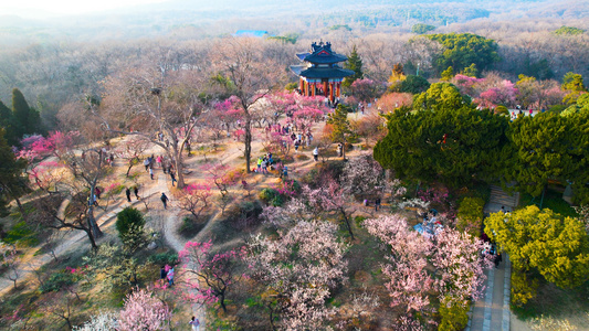 4k航拍南京梅花山梅花春游视频