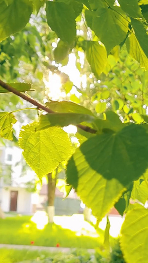 夏日阳光透过树叶洒下空镜头13秒视频
