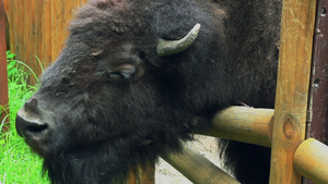 大棕色哺乳动物野牛在栅栏后面的动物园里有角野兽20秒视频