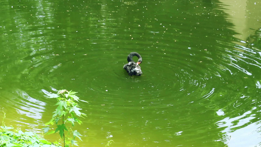 黑天鹅在绿水中游泳视频